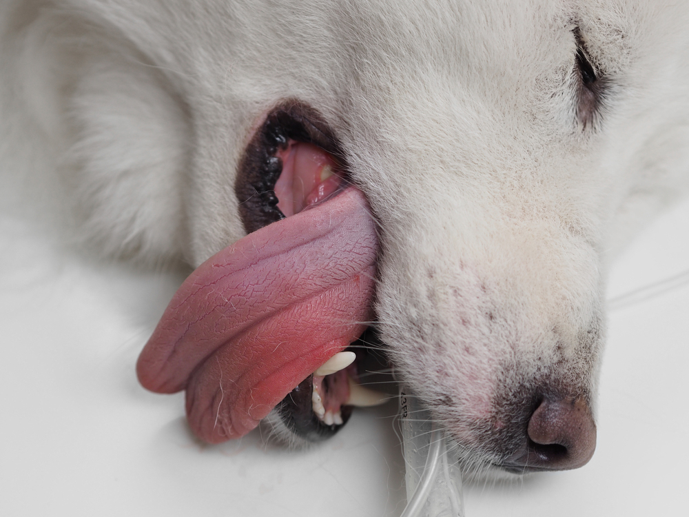 Anästhesie - Tierarzt Bonitz