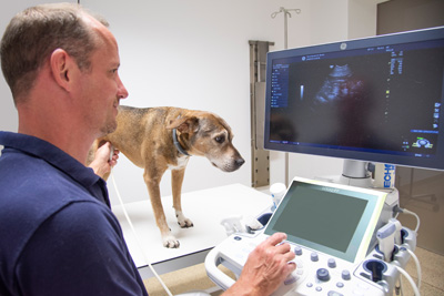 Endoskop - Tierarzt Bonitz